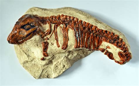 thrinaxodon fossil|thrinaxodon monthly.